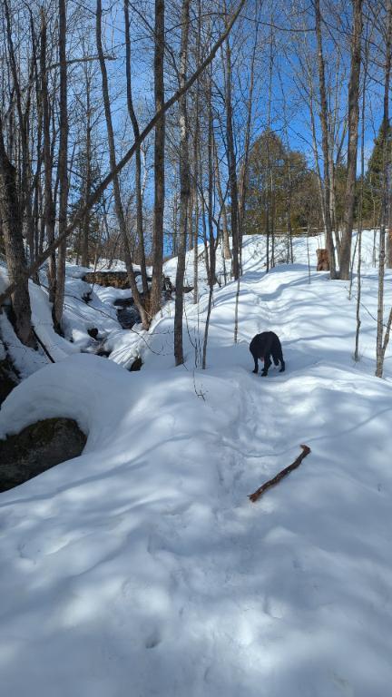 Ferme Milan Quebec. 330 acres 8000 entaille avec quota. | 2906410