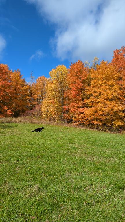 Ferme Milan Quebec. 330 acres 8000 entaille avec quota. | 2906410