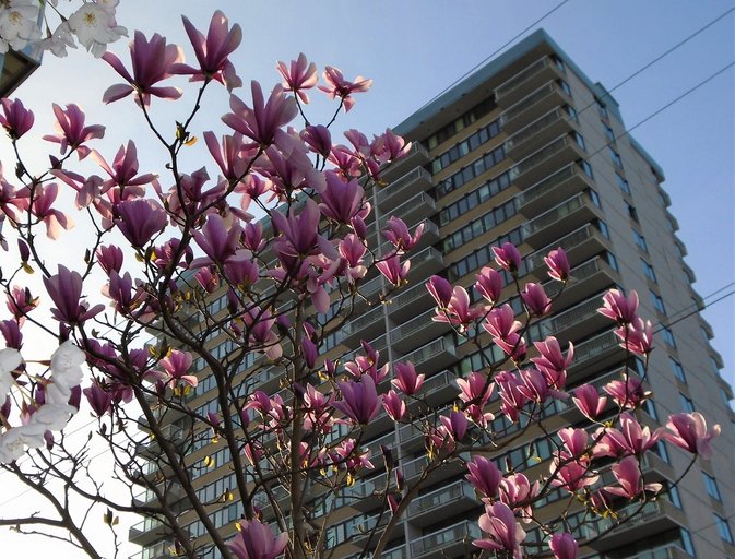 Orchard House | 647 Michigan Street, Victoria | 2912697