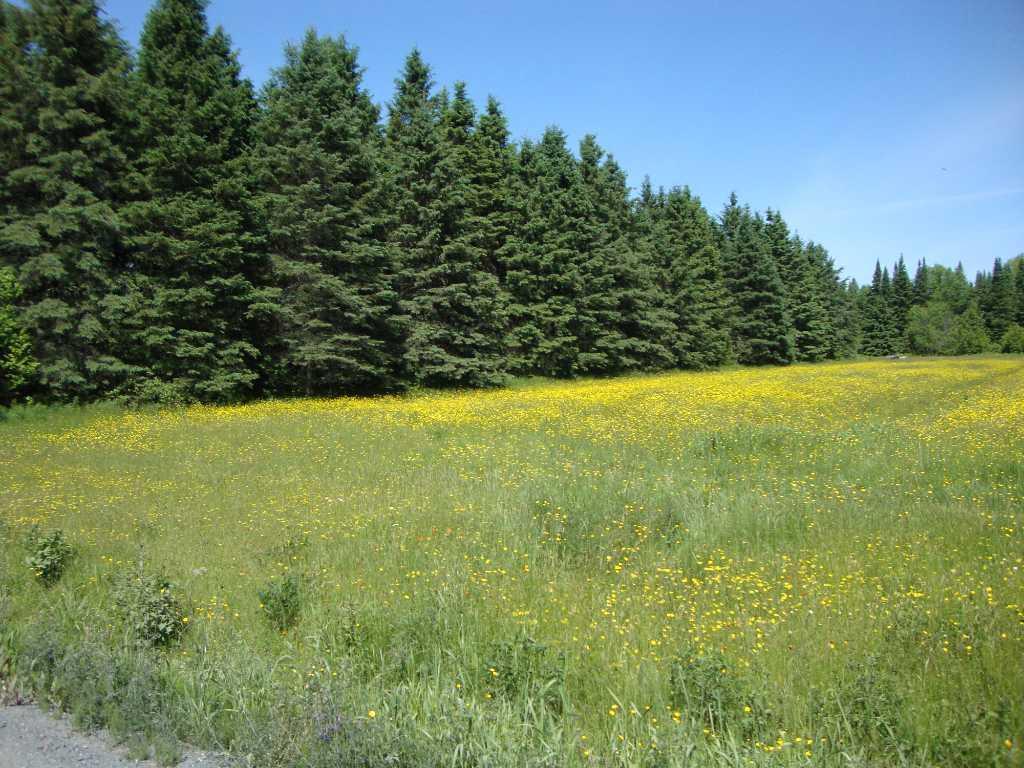 FERMETTE AVEC ÉRABLIERE GARAGE, ENTREPOT, avec terre a bois mature et plantation , | 2938394