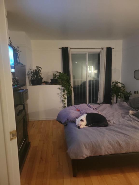Logement 5 1/2 | 2936432