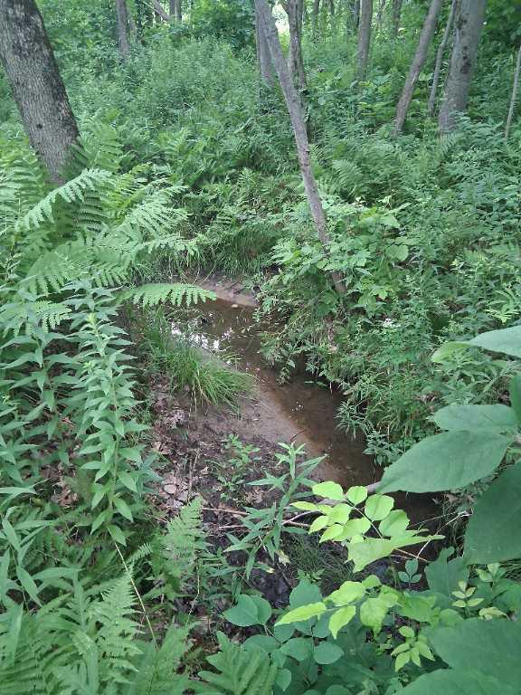 Petite terre a bois a vendre (érablière) | 2946952
