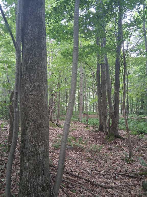 Petite terre a bois a vendre (érablière) | 2946952