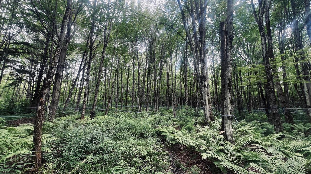 Terrain Résidentiel Sainte-Anne-de-la-Rochelle À Vendre | 2948237