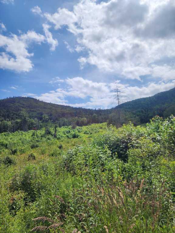 Lot forestier 55 ha Les éboulements | 2959441