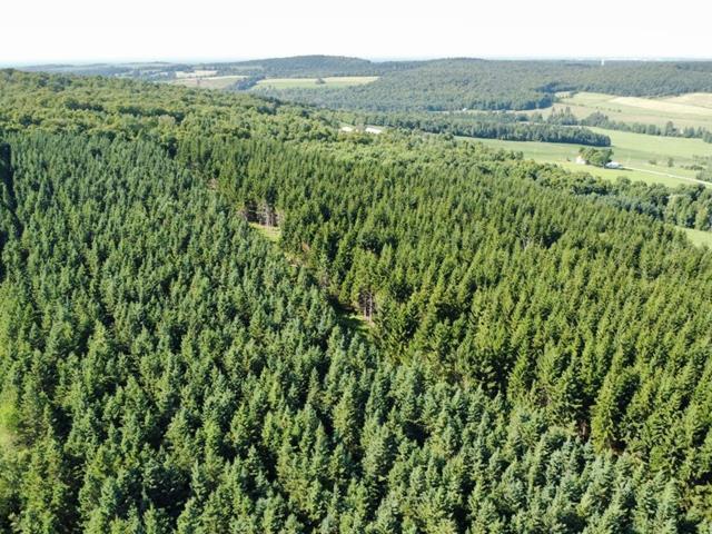 St-Sylvestre (Chaudière-Appalaches) : Terre à bois de 97,24 acres | 2977570