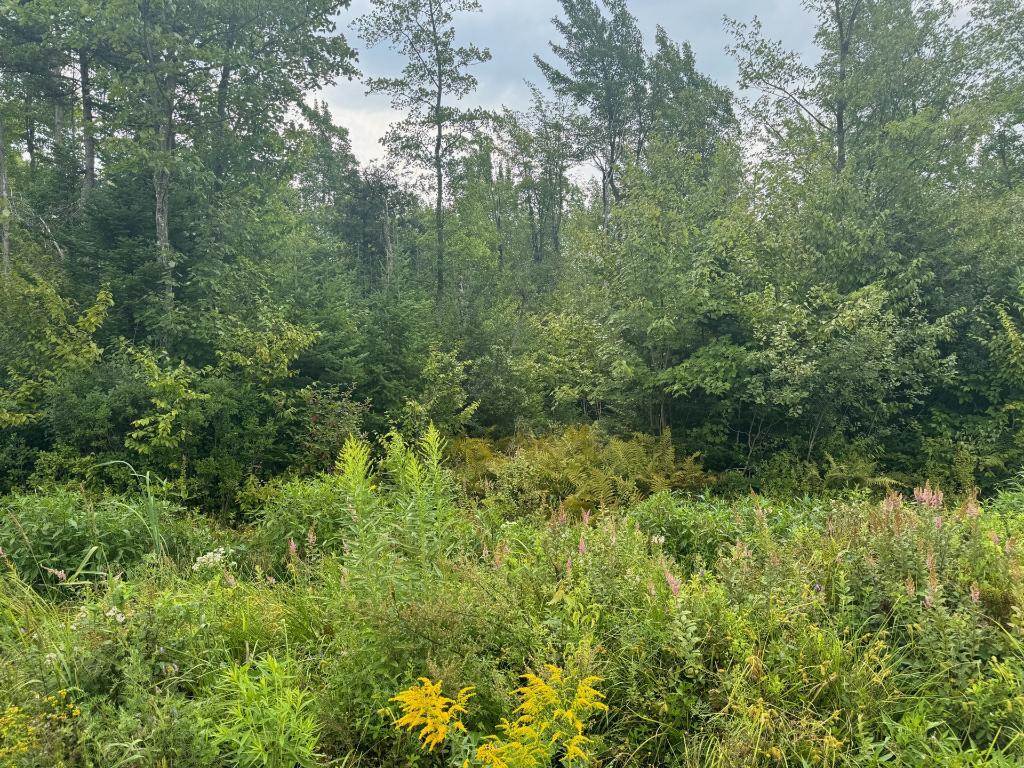 TERRE À BOIS - PRAIRIE À VENDRE - RANG 10 EST WICKHAM 82 ACRES (CAMP DE CHASSE) | 3032848