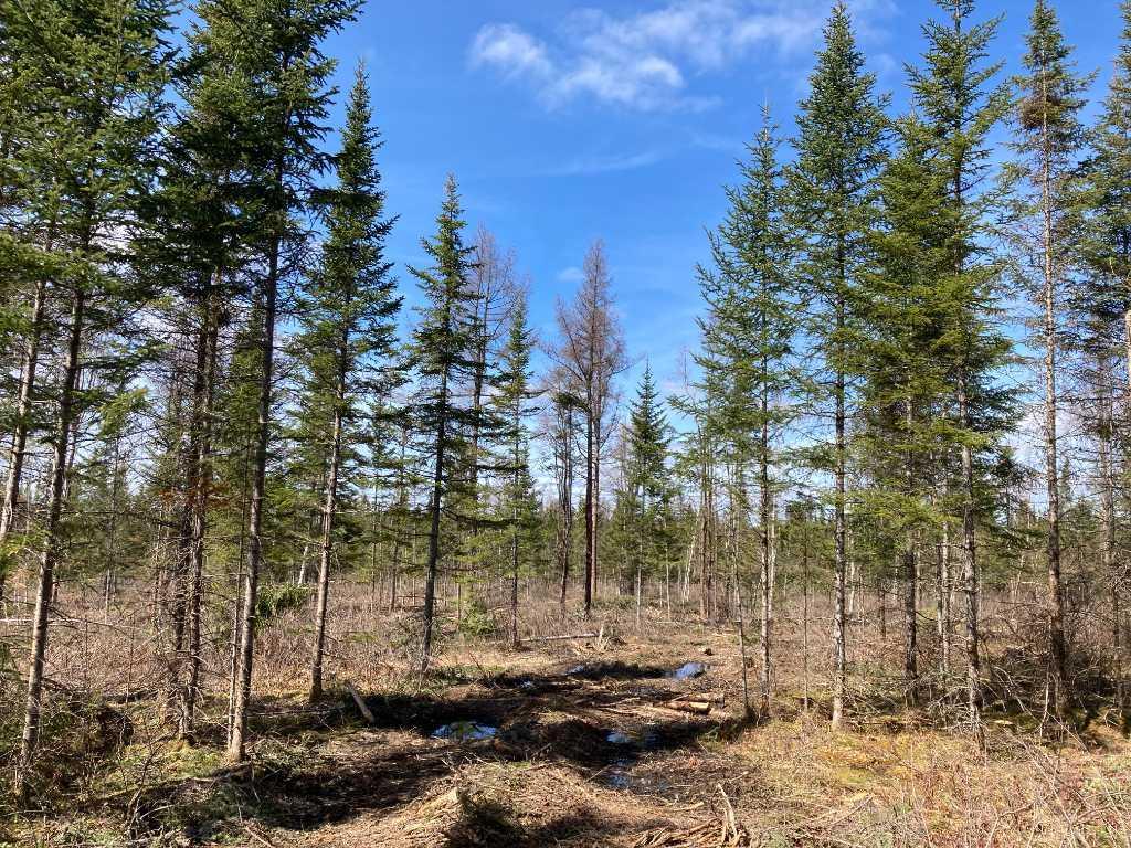 Terre à bois de 33.1 acres zoné blanc | 3024552