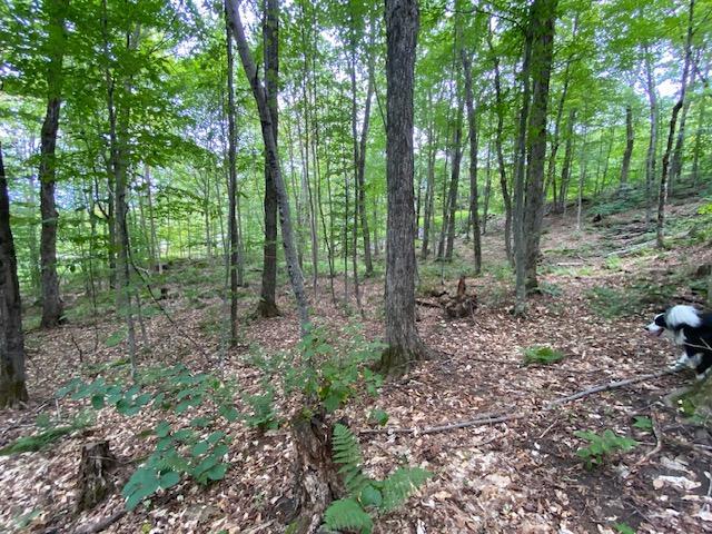 Terrain de 43 000pc à vendre dans les Laurentides | 3024222