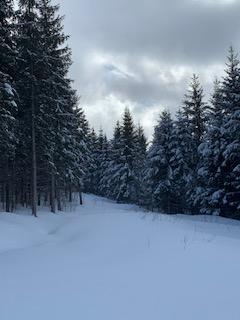 Terre à bois avec potentiel érablière | 3024224