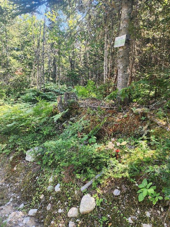Lot forestier 55ha | 3030566