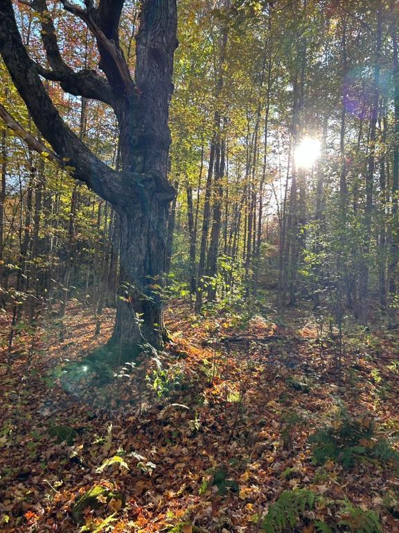 Terrain Sherbrooke ch Gendron | 3049106