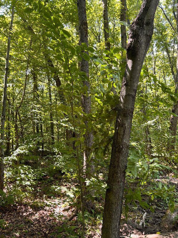 Terrain à vendre résidentiel et équestre | 3072972