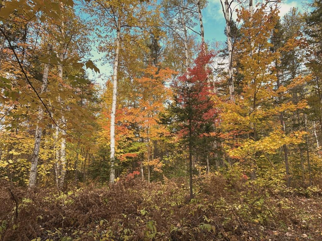 2 Terrains à Vendre à Petit-Saguenay | 3096468
