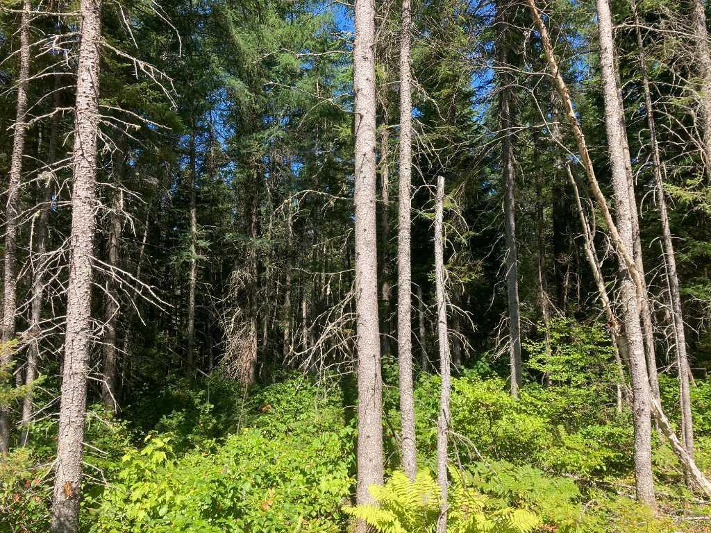 Terre à bois de 123 acres | 3154779