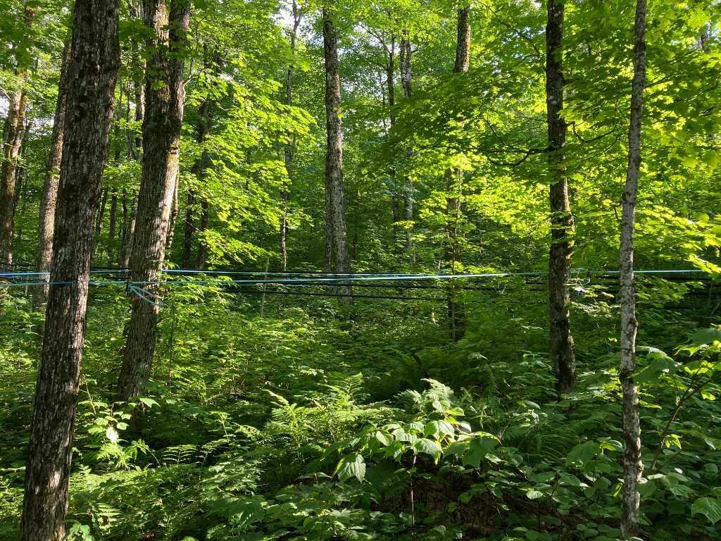 Érablière de 5,000 entailles clé-en-main | 3177965