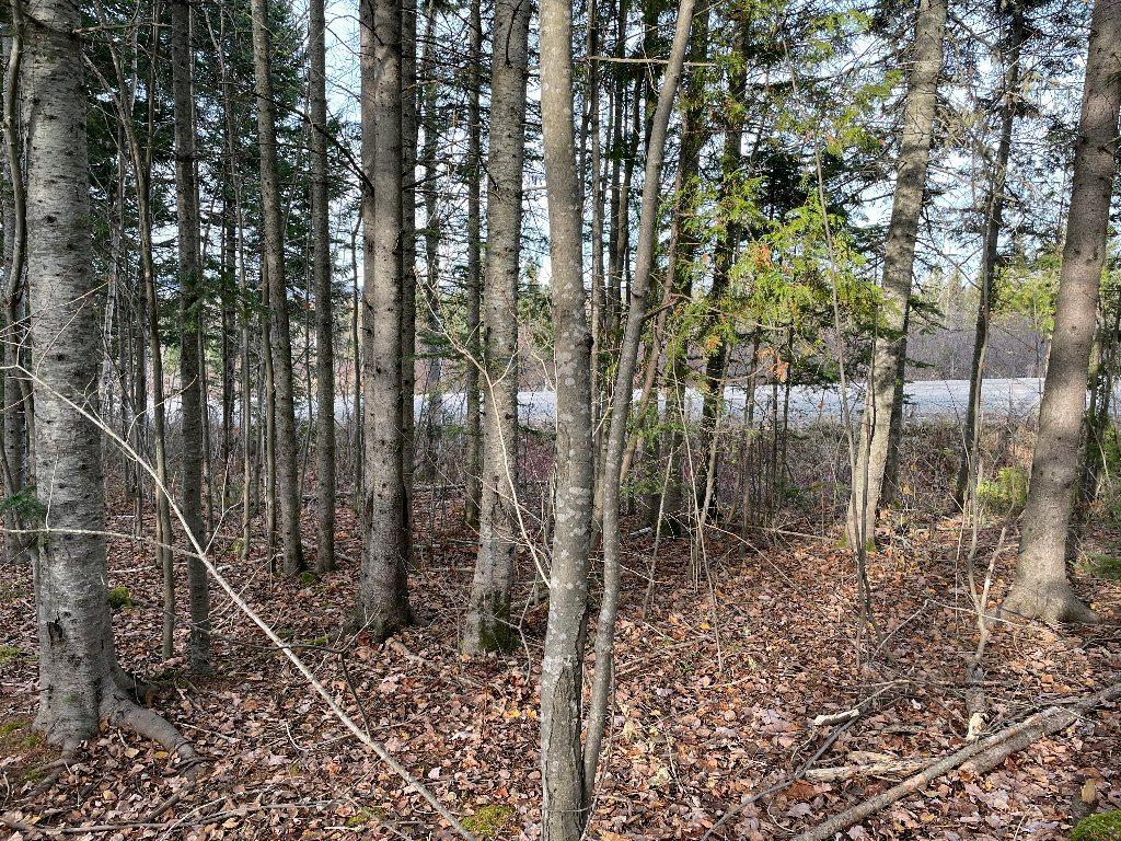 Grand terrain avec plus de 300 érables | 3178193