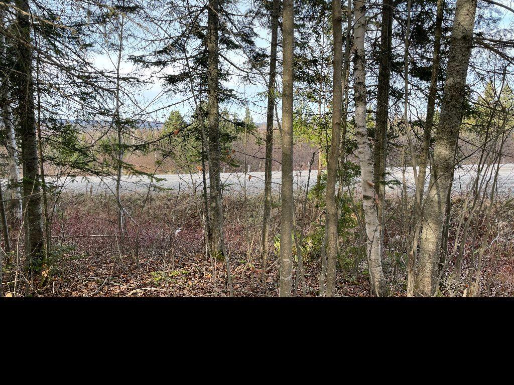 Grand terrain avec plus de 300 érables | 3178193