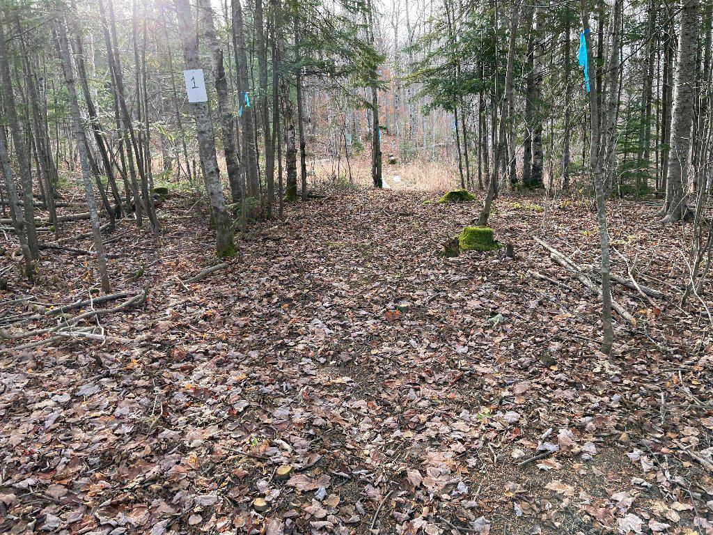 Grand terrain avec plus de 300 érables | 3178193