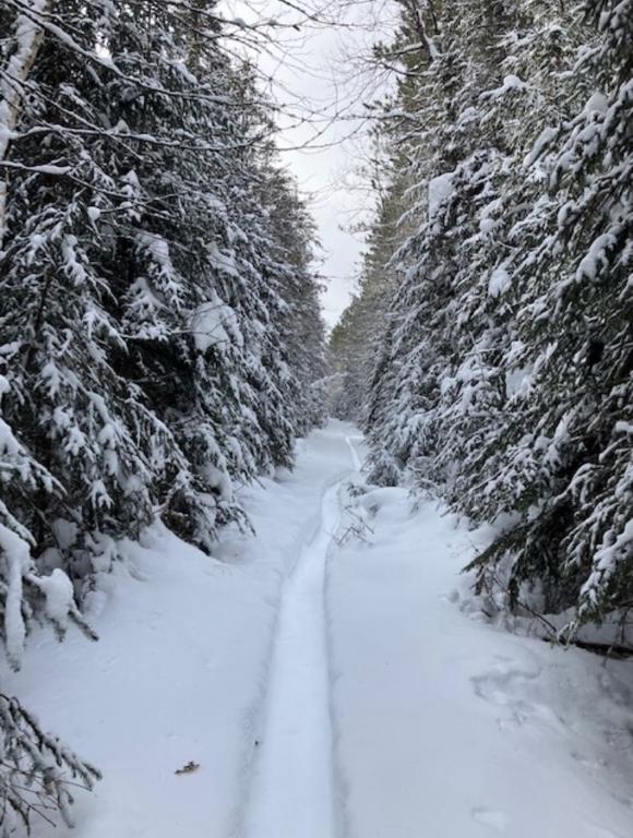 Terrain sur ruisseau St-Donat | 3166580