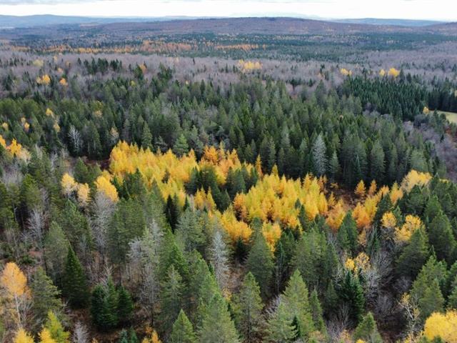 Ham-Sud (Estrie) : Terre à bois de 39 acres idéale pour la chasse, ruisseau, 45 min. de Sherbrooke | 3173830