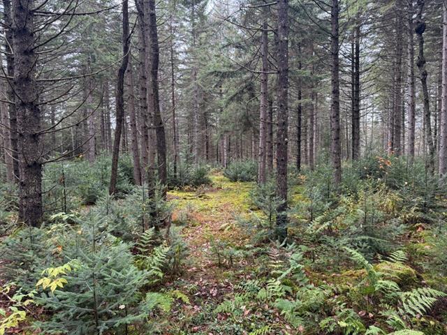 Ham-Sud (Estrie) : Terre à bois de 39 acres idéale pour la chasse, ruisseau, 45 min. de Sherbrooke | 3173830