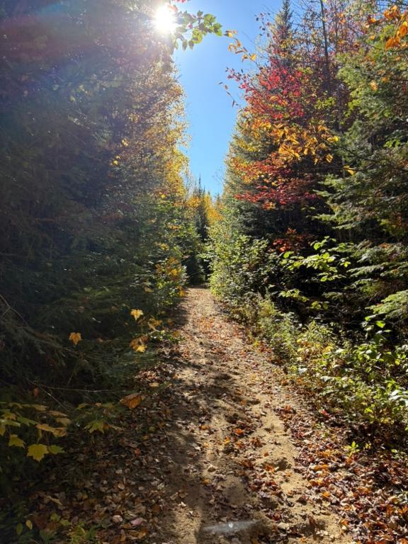 Terrain 10 acres sur ruisseau St-Donat | 3181748