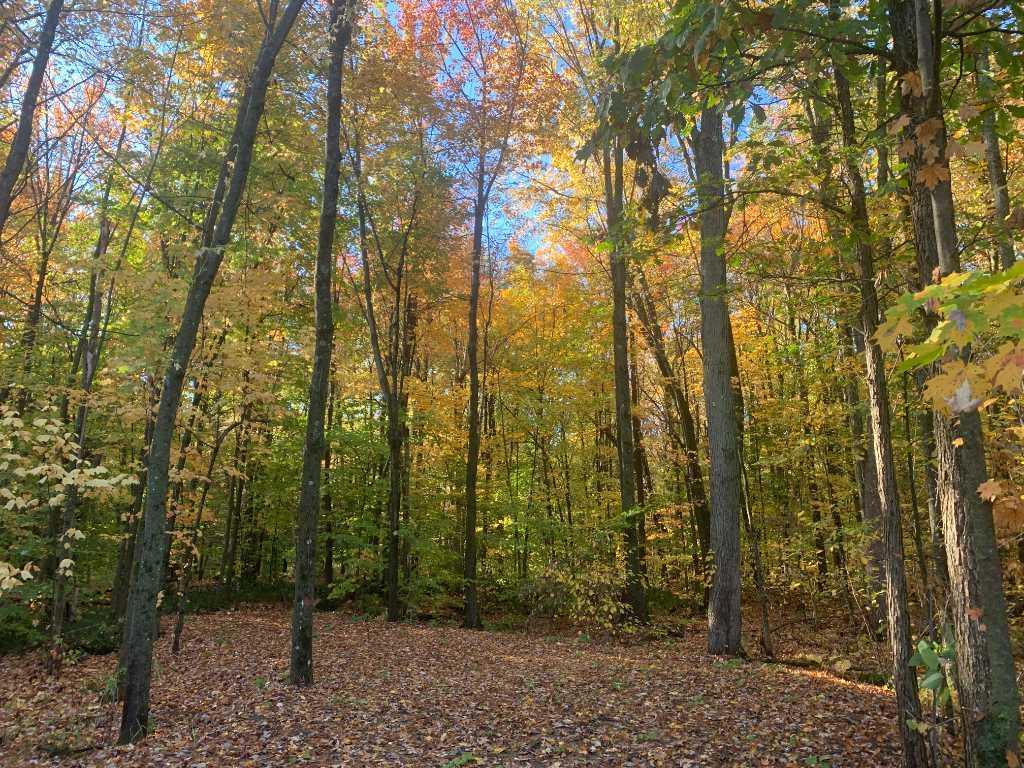 TERRAIN À VENDRE - ST-LAZARE | 3186253