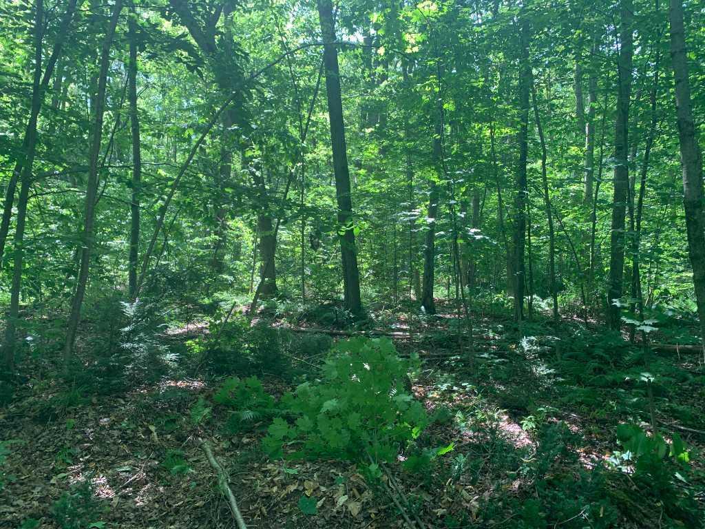 TERRAIN À VENDRE - ST-LAZARE | 3186253