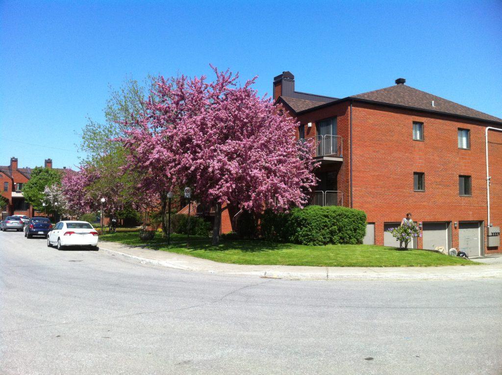 Anjou, 3 1/2 à louer libre immédiatement | 3183266