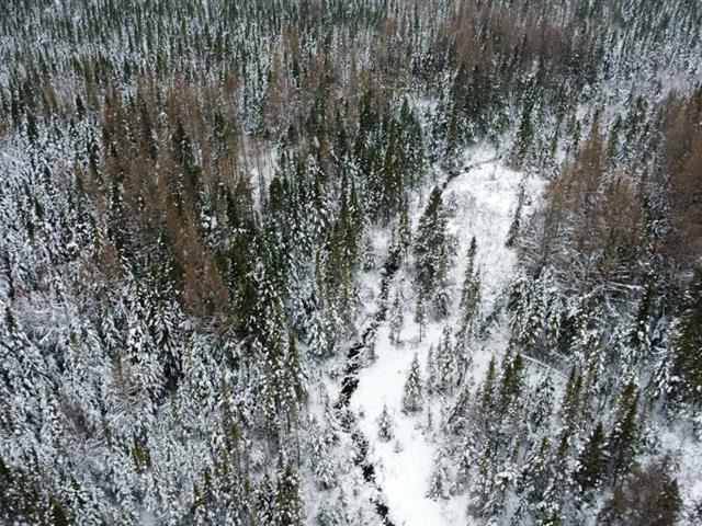 Ste-Rose-de-Watford (Chaudière-Appalaches) : Terre de 210 acres avec droit de construction, forêt mixte, chasse zone 3 ouest | 3184582