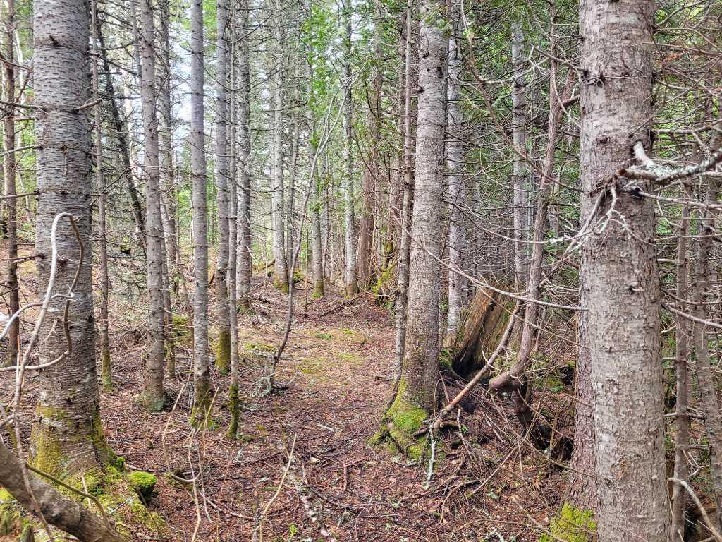Lot à bois 52 acres | 3184579