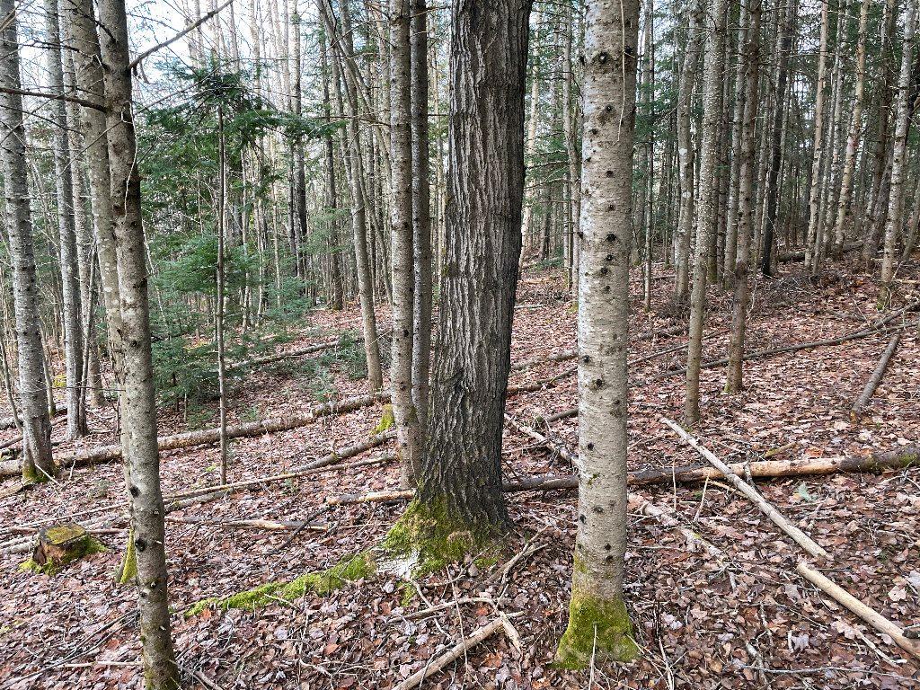 Grand terrain d'une superficie de 217,000 pieds carrés avec plus de 300 érables | 3195073