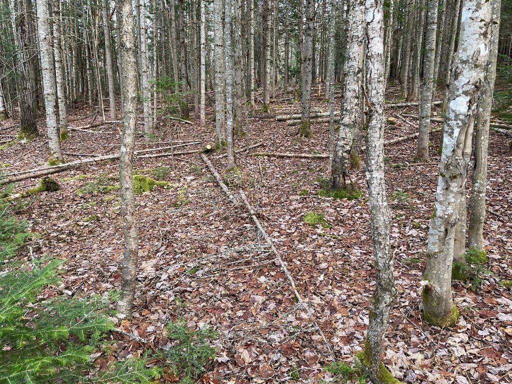 Grand terrain d'une superficie de 217,000 pieds carrés avec plus de 300 érables | 3195073