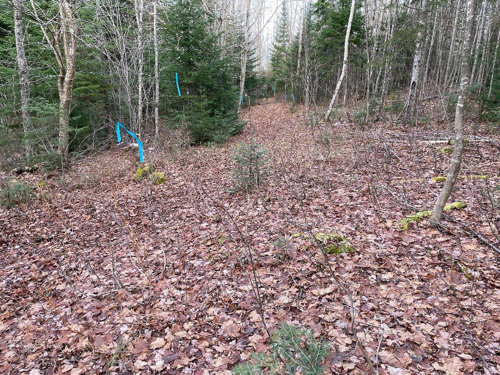 Grand terrain d'une superficie de 217,000 pieds carrés avec plus de 300 érables | 3195073