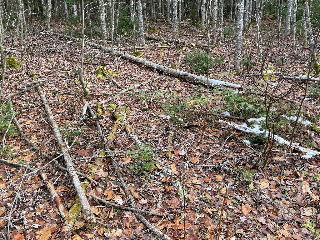 Grand terrain d'une superficie de 217,000 pieds carrés avec plus de 300 érables | 3195073