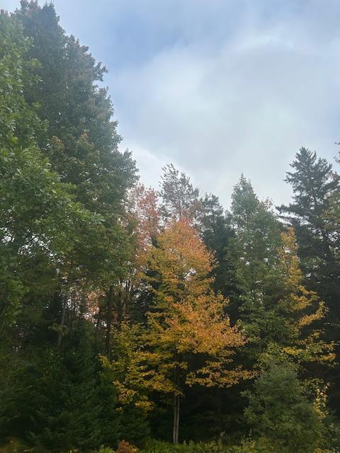 terre a bois Lefebvre | 3199360