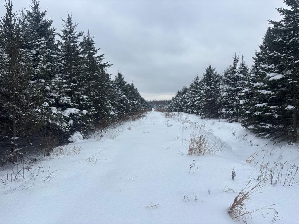 Terre à bois 90 acres | 3198243