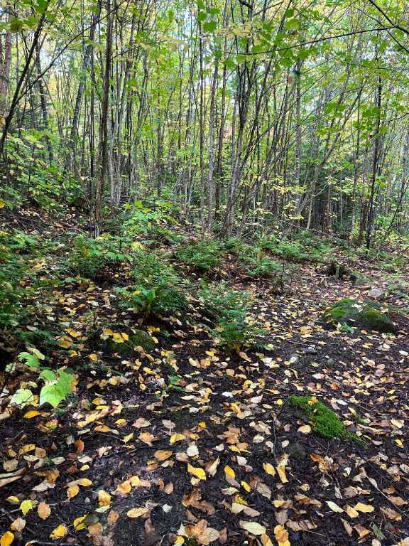 Grand terrain à Sainte Anne Des Monts avec petite rivière. | 3204604