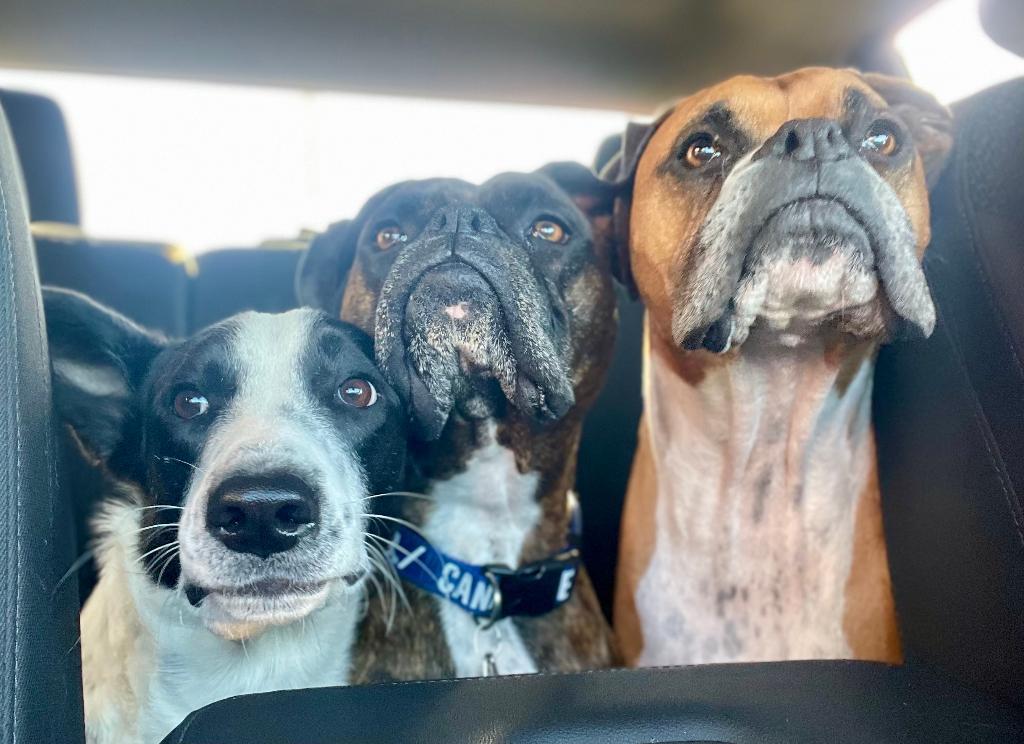 3 ½ à louer animaux autorisés! | 3201289