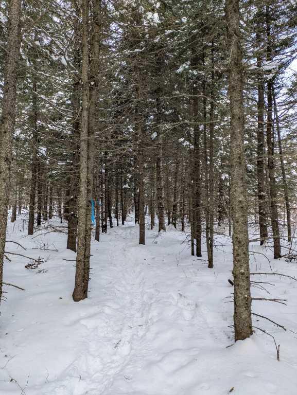 Terre à bois à Ste-Félicité de l’Islet lot zoné blanc cours d’eau | 3206129