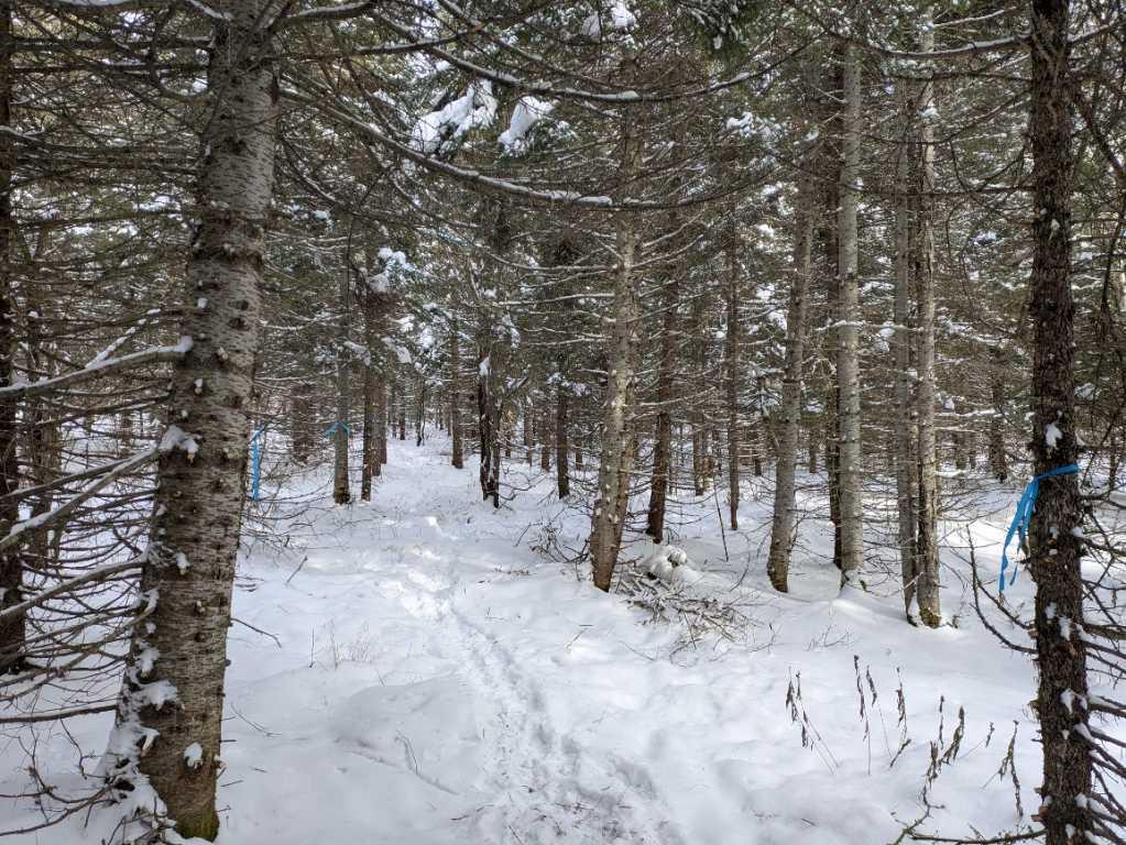 Terre à bois à Ste-Félicité de l’Islet lot zoné blanc cours d’eau | 3206129