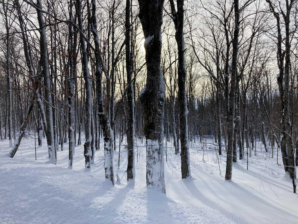 Érablière de 9000 entailles | 319 acres | St-Zacharie (Beauce) | 3206137