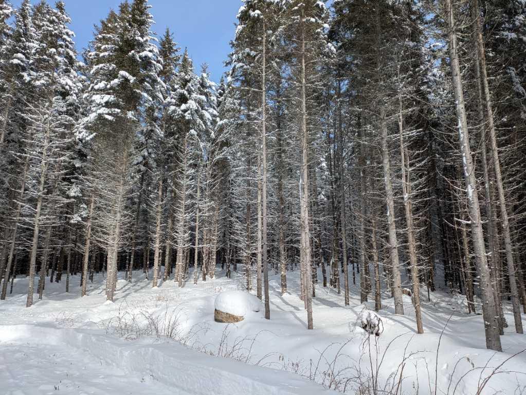 Terre à bois à Ste-Félicité de l’Islet lot zoné blanc avec chemin cours d`eau | 3222525