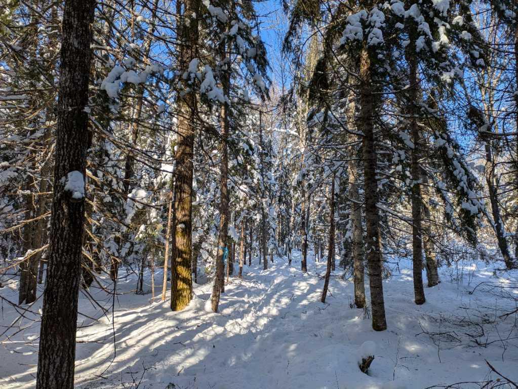 Terre à bois à St-Adalbert lot zoné blanc cours d’eau chasse | 3222606