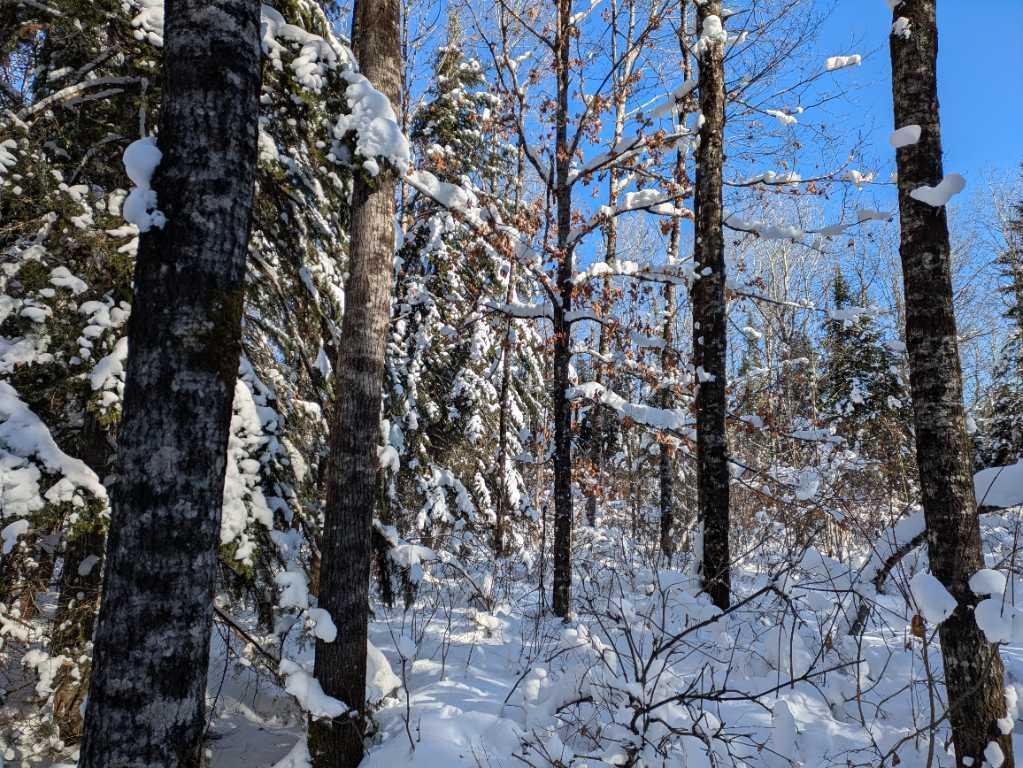 Terre à bois à St-Adalbert lot zoné blanc cours d’eau chasse | 3222606