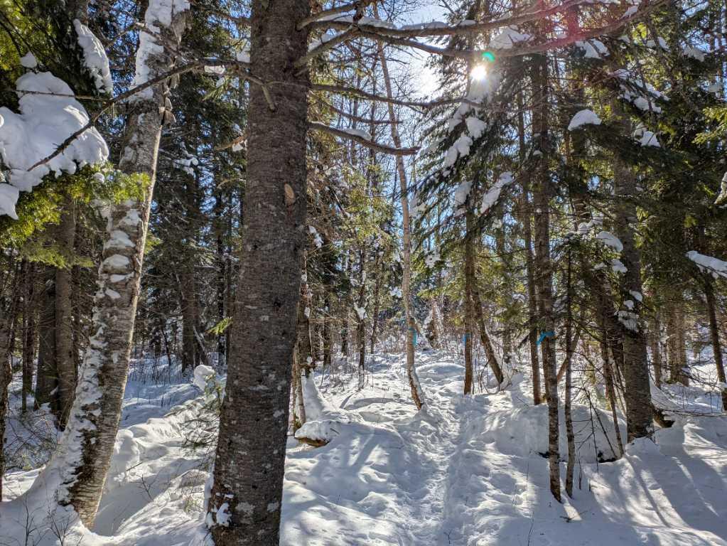 Terre à bois à St-Adalbert lot zoné blanc cours d’eau chasse | 3222606