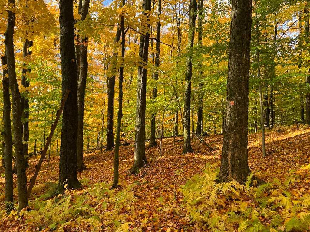 Terrain à vendre - Mont Shefford | 3222736