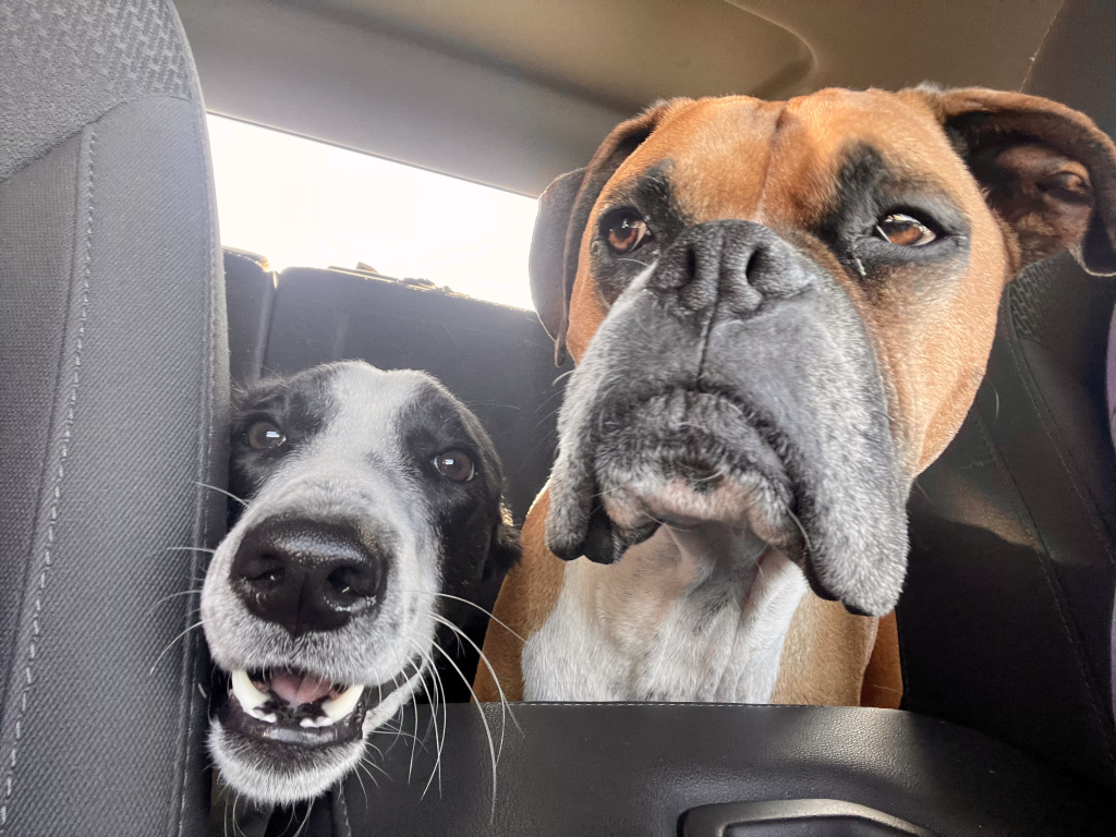 3 ½ à Louer, Animaux Acceptés! | 3221653