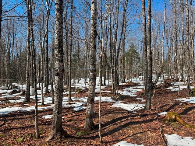 Milan, Estrie. Superbe terre à bois de 55 acres majoritairement en érables. Belle cabane à sucre 2017 de 16′ x 20′. Droit de construction. | 3226503